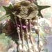 Lilacs, Ivy, and Pearls Brooch