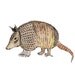Armadillo - Tiny Zoo Art Print