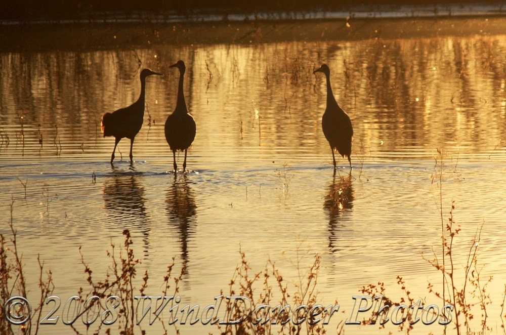 Golden Cranes - 8 x 12  Fine Art Photograph - Sunset - Golden Pond - Sandhill Cranes - Wildlife - Home Decor - Office Decor - WindDancerPhotos