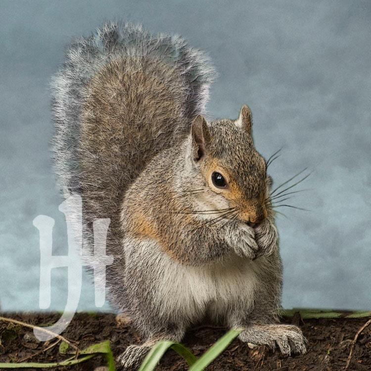 Squirrel Nutkin Grey Squirrel on Blue Background Signed Fine Art Photograph - Nursery Decor, Nature, Wildlife