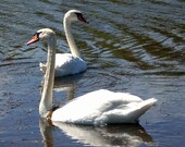 Two Swans /Blank Greeting Note Card - Valentines Day -  Love - Anniversary - Couple