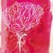 Peony archival art print fine art print - a Sweet William illustration on archival paper.
