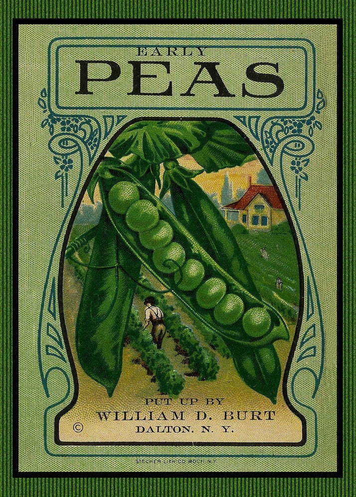 Early Peas Seed Packet Refrigerator Magnet - FREE US SHIPPING