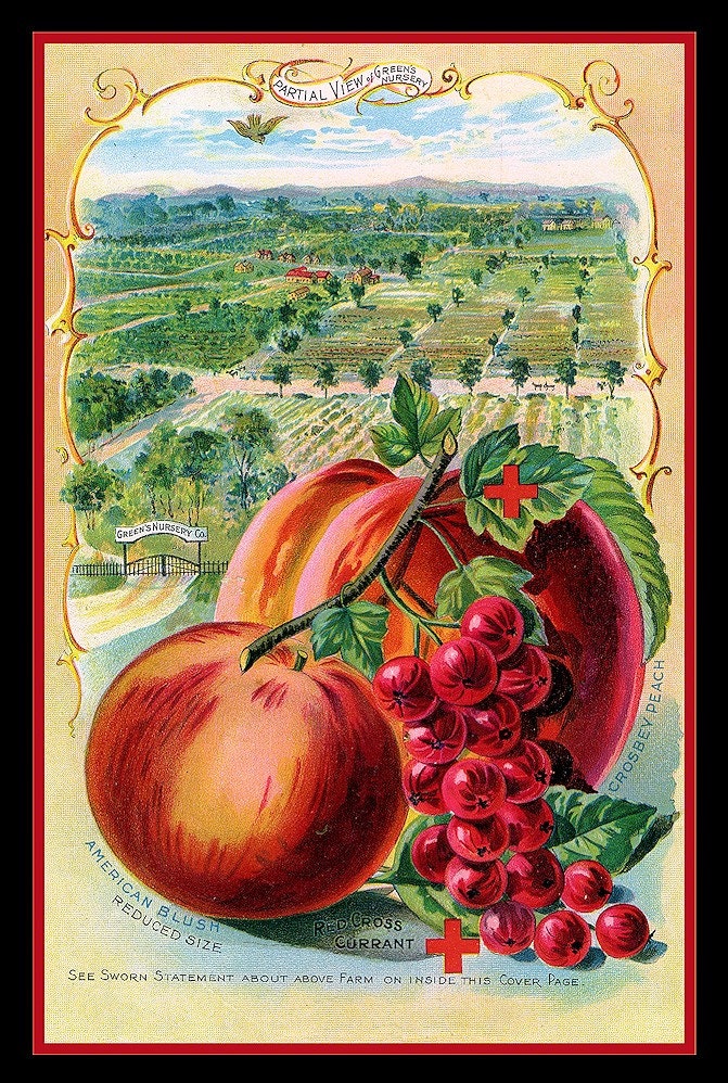 Red Currents Apples and Peaches Refrigerator Magnet - FREE US SHIPPING