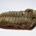 large beautiful authentic natural Trilobite fossil, trilo2