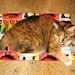 Neutral Pawprint Catnip Activity Mat