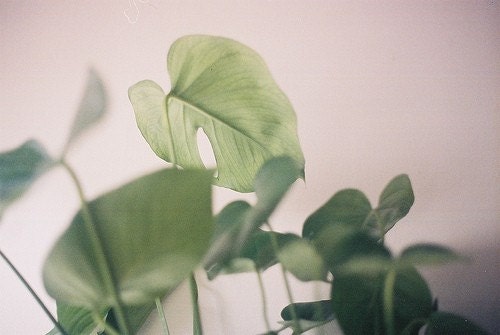 MONSTERA DELICIOSA // 8 x 12 PRINT