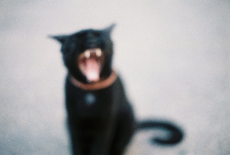 BLACK CAT // 8 x 12 PRINT