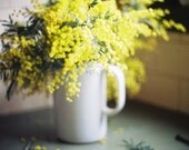 WATTLE // 8 x 12 PRINT