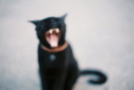 BLACK CAT // 8 x 12 PRINT