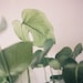 MONSTERA DELICIOSA // 8 x 12 PRINT