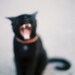 BLACK CAT // 8 x 12 PRINT
