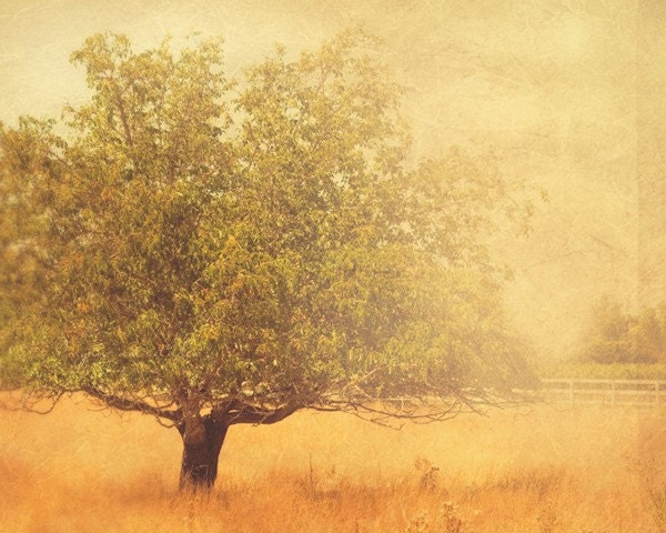 tree photograph - "solitude". golden mustard yellow field autumn romantic rustic Los Olivos California - peaceful meditation 8x10 - MyanSoffia