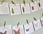 Insect Cards with Moths & Beetles - Printable PDF - AliceCantrell Insect Cards with Moths & Beetles - Printable PDF - AliceCantrell