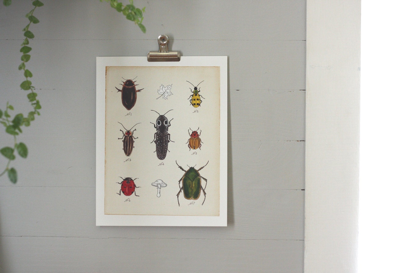 Beetles Print - Digital - Printable PDF