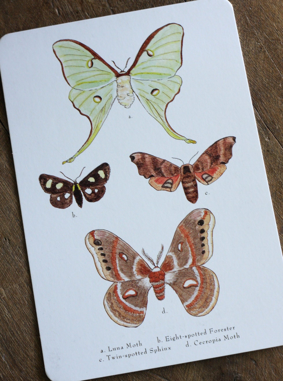 Moth Postcards