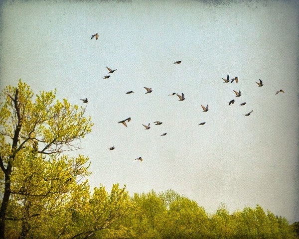 Large Photograph, Blue Sky with Birds in Flight, Summer, 30x40 Fine Art Photograph by Tricia McKellar