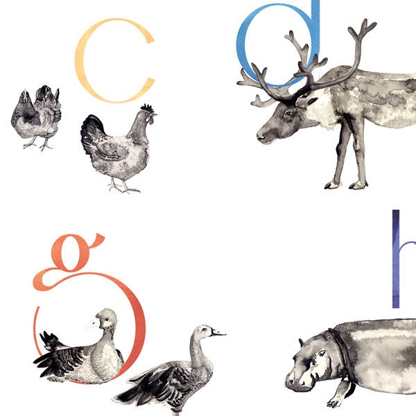 Alphabet Animal Poster- ABC - 100% recycled, offset printed, Large A2 Poster of original illustrations in water colour, pen and ink.