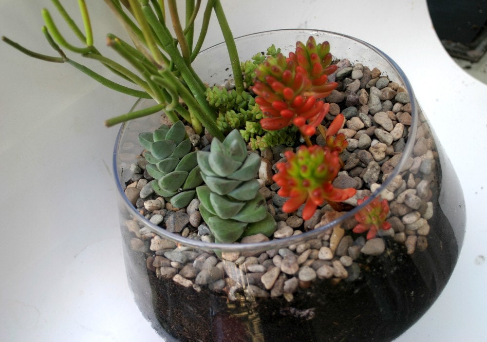 Huge Succulent Terrarium - Kit