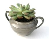 Succulent in Vintage Pewter Sugar Bowl
