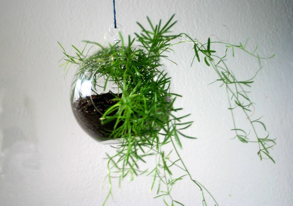 Fern Terrarium