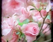 Soft Dreamy Pink Rose Geranium Through the Viewfinder TTV Fine Art Photography on Shimmering Metallic Photographic Paper
