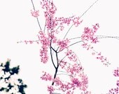 Pink Spring Cherry Blossoms Nature Photography 11x14 Fine Art Photograph