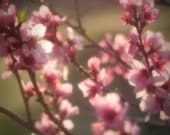 Spring Flower Photography Cherry Blossoms Fine Art Print Soft Pink Rose Green Brown Luminous