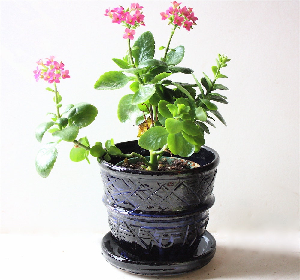 Blue Stoneware Planter  with Carved Decoration for Houseplants,Succulents  and Cactus