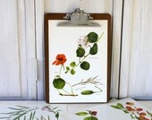 Vintage Book Page -   1965 - Caper Branch, Nasturtium, Black Mustard, Mustard