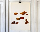Vintage Print  - Brazil Nut, Almond, Pecan  - Book Plate  - 1965
