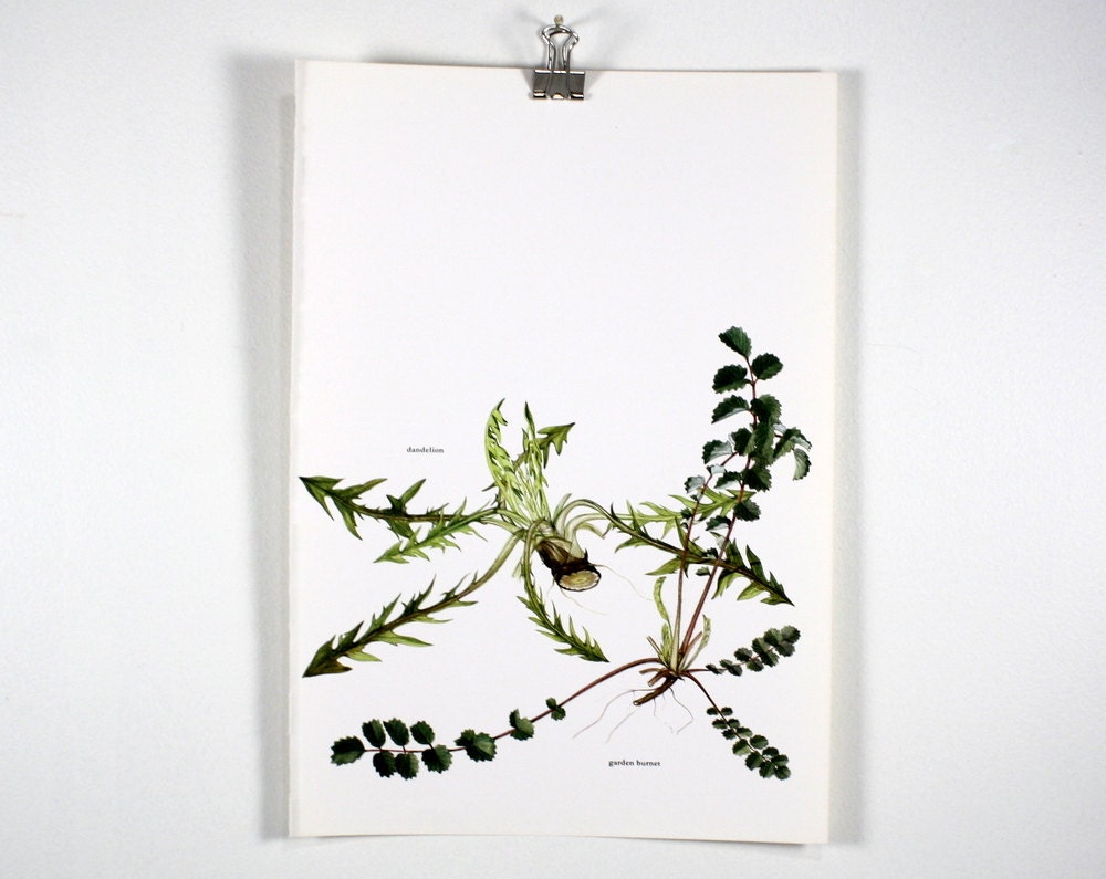 Vintage Print  - Dandelion, Garden Burnet - Book Plate  - 1965
