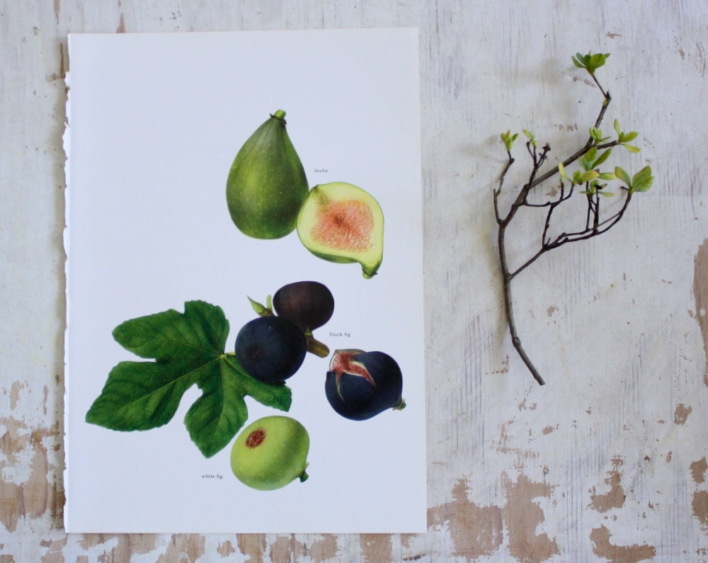 Vintage Print  - Fig  - Book Plate  - 1965