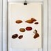Vintage Print - Brazil Nut, Almond, Pecan - Book Plate - 1965