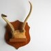 Small Mounted Deer Antlers - Vintage
