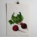Vintage Print - Beets - Book Plate - 1965