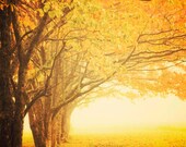 Landscape Fine Art Photography, Autumn season gold, yellow tree grove, photography art print