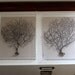Field Study: A Pair of Coral Sea Fans