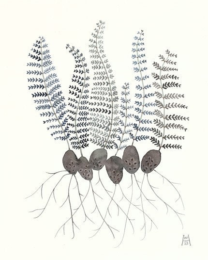 Fern Sprouts II original watercolor painting