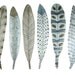 Fanciful Feather Collection No. 9 original fine art watercolor painting
