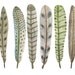 Fanciful Feather Collection No. 10 original fine art watercolor painting
