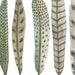 Fanciful Feather Collection No. 10 original fine art watercolor painting