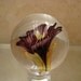 Beautiful Handmade Glass Lampwork Flower Implosion Marble from The Marble Garage