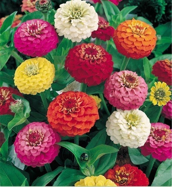 Items Similar To Lilliput Zinnia Mixed Colors Flower Seeds On Etsy