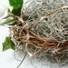 Ring Bearer Pillow Moss Love Nest Natural Honeysuckle