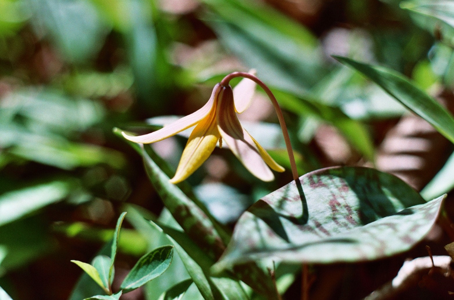 Springtime Wildflower 4x6 Photograph