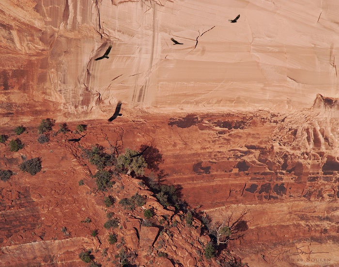 Southwest Photography -Birds Flying -8x10 Print -Canyon Echoes -Southwestern Decor -Travel Photography -Colorado Fine Art Photography