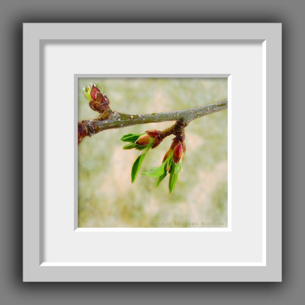 Tree Photography -Spring Awakening -8x8 Print -Green Leaf -Home Decor Art -Spring Green -Colorado Fine Art Photography