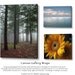 Tree Photography -Aspen -Forest Photography -11x14 Print -Home Decor Art -Colorado Fine Art Photography