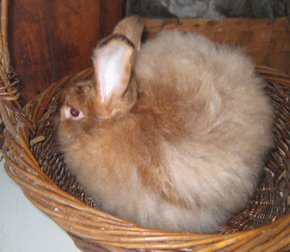 Copper Satin Rabbit